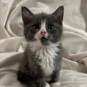 Meet your Posher, John michael